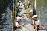 广东一小镇年产淡水鱼苗逾1000亿尾