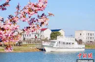 浙江柯城“城郊村”的嬗变：另辟蹊径拓展樱花共富路