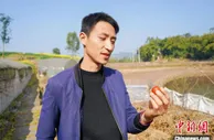 重庆90后“老农”的“甜蜜事业”：种下“红番茄” 过上“红日子”