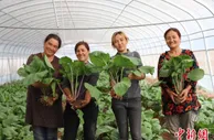 “粤菜疆种”“疆菜输粤” 疏附蔬菜受大湾区市民欢迎