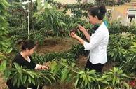 辽宁大连时兴樱桃采摘游 “农文旅”融合激活“采摘经济”