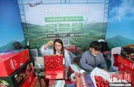 2022大连大樱桃采摘直播季启幕 预计产量破26万吨