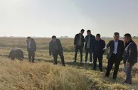 浙江大学成果在临沂落地 “真打粮”可使水稻亩增产83斤