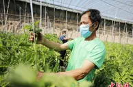 “口感西红柿”受追捧  河北固安特色种植带来红火好日子