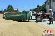 新疆阿克苏夏粮收购有序进行 确保农户“粮出手、钱到手”
