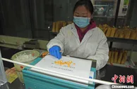 甘肃科技“解码”玉米产业 筑起粮食安全“金色堡垒”