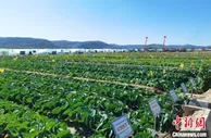 甘肃榆中“南种”北种 优质高原夏菜直供粤港澳等市场