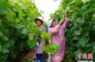 云南牟定：小葡萄成为乡村振兴“大产业”