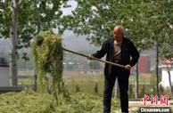 河北临城：中草药种植为农民“种”出致富“良方”