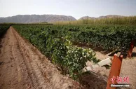 天山南北“挂明珠” 新疆正“酿”葡萄酒大产业