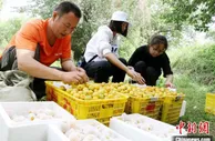 甘肃敦煌李广杏夏日枝头飘香：引各地食客“订制”尝鲜