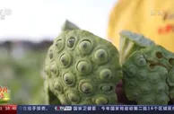 走进乡村看小康丨荷花做成的美食你吃过吗？记者带你体验安徽芜湖菡萏宴