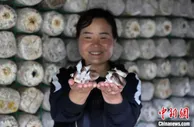 贵州成中国南方最大的夏菇生产基地 2020年食用菌产值超180亿元