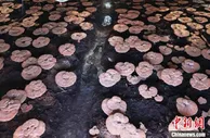 “蘑菇院士”李玉团队创新技术让灵芝产能大幅跃升