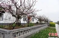 江苏睢宁构建“三园”新格局 绘就乡村振兴美丽画卷