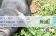 8个品种本土种猪灭绝！本土“二师兄”去哪了？