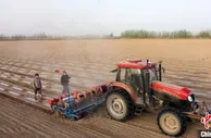 航拍“中国长绒棉之乡” 新疆阿瓦提131万亩棉花开播