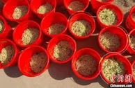 聚焦“天下裘都”的振兴探索：花开生“金银”铺就致富路