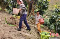 “产地直供”消费者 三亚芒果未采摘即已“名果有主”