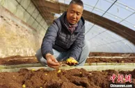 中国马铃薯之乡甘肃定西：探土豆不“土”的“洋路子”