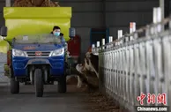 河北邢台任泽区：现代养殖助力绿色振兴
