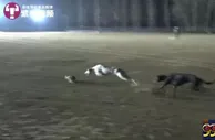 玩球资讯：残忍！记者深入揭秘血腥“细狗猎兔”赌场