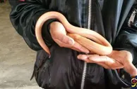 彩市资讯：活久见!彩民通过黄鳝鱼游动姿势预测彩票号码
