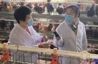 河北赞皇“太行鸡”孵出“黄金蛋”