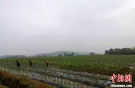 江西上高乡村振兴见闻：产业结“硕果” 村民乐“兼职”