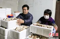 河北涿州“林下经济”成助农增收“聚宝盆”