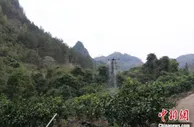 无人机施肥 手机“云端种地”为贵州春耕“添智”