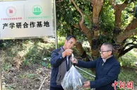广州增城荔枝树上长“仙草” 借力科技实现“种瓜得豆”