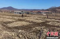 世界粮价创历史新高，东北疫下保“粮仓”