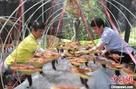 中国灵芝之乡安徽旌德：生态灵芝丰收在望