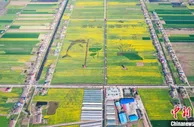 万亩“金”海绽放  湖南君山区农旅“融”出美丽经济