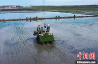 中国边城黑河：高纬高寒地区水稻大田插秧完工