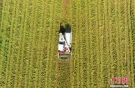 中国南方粮食主产区早稻开镰收割 有望迎来丰收