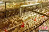 山西襄垣一个乡村的振兴实践：抓住机遇 打造肉鸡产业链