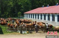 吉林桦甸看好“牛经济”“钱景”：煤矿工人集体转型搞养殖