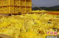 因地制宜发展村级特色产业 湖南道县富民兴村
