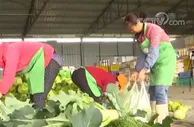 13省区在田蔬菜进入采收旺季 菜价涨幅已收窄