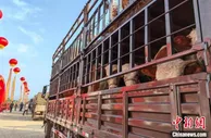 全国最大肉牛交易市场落户吉林桦甸