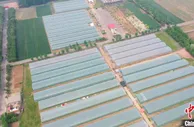 河北邯郸采煤沉降区变身“红薯小镇”