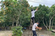 广州龙岗黄皮从直播间走向全国 帮助果农促销提收