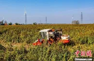 洪泽湖畔红高粱喜获丰收 多样性秋粮种植助农增收