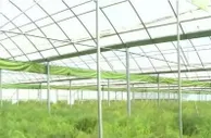 江苏涟水：推广反季节芦笋种植 助力农民增收