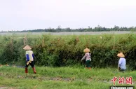 侨乡海南文昌乡村振兴加速跑 特色产业结硕果