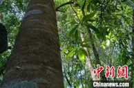 云南西双版纳发现罕见野生沉香种群 至少有百余株