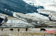 祁连山青海侧：牧民“放下”牧鞭护草增收
