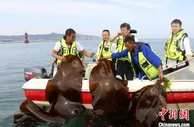 中科院海洋研究所培育出高产优质杂交海带新品种